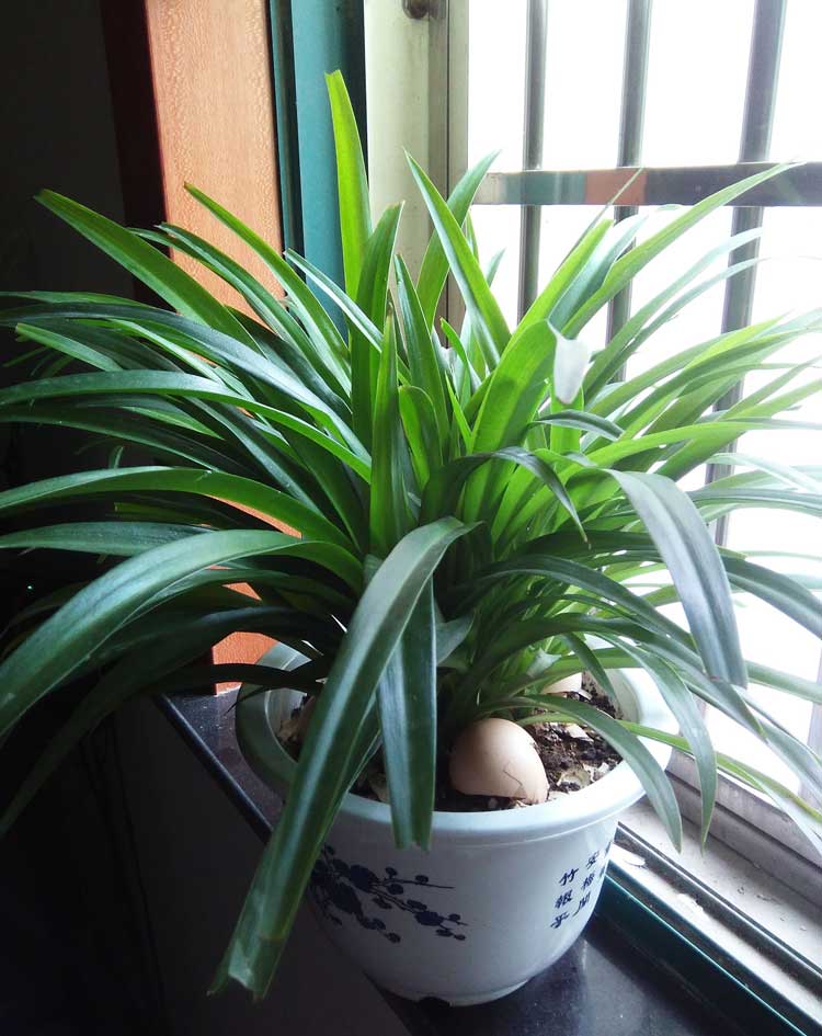 家里綠植防什么好？